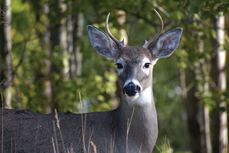 PGC statistics show deer harvests increase